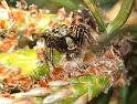 Xysticus_sabulosus_D2998_Z_87_NP De Hoge Veluwe_Nederland
